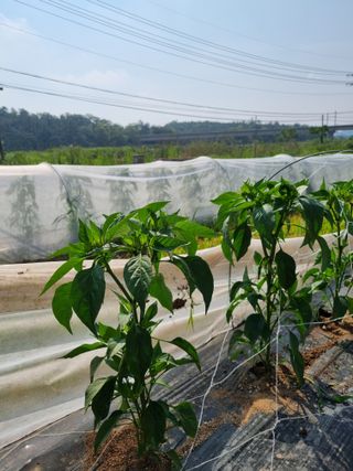 배추님의 고추 · 영농일지 작성글 사진