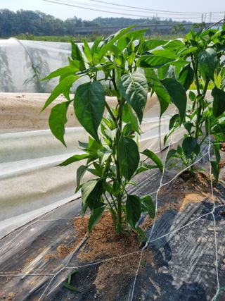 배추님의 고추 · 영농일지 작성글 사진