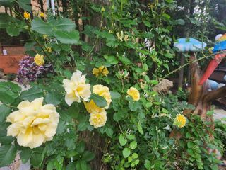 치유숲모이라양재순님의 자유주제 · 자유게시판 작성글 사진