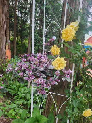 치유숲모이라양재순님의 자유주제 · 자유게시판 작성글 사진