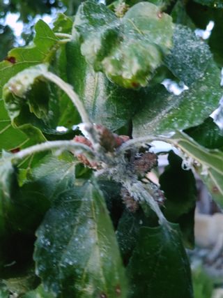 상추12428님의 농사, 무엇이든 물어보세요! · 참여글 작성글 사진