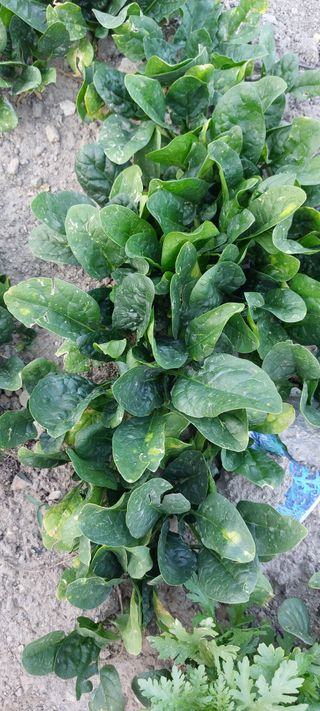 그린님의 시금치 · 병해충상담 작성글 사진