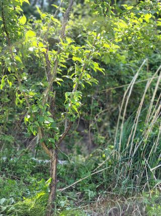 고영희님의 토마토 · 일상 작성글 사진