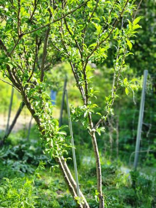 고영희님의 토마토 · 일상 작성글 사진