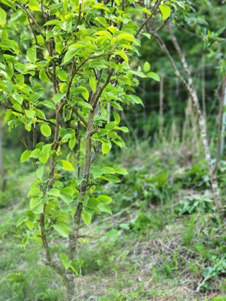 고영희님의 토마토 · 일상 작성글 사진