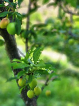 고영희님의 토마토 · 일상 작성글 사진