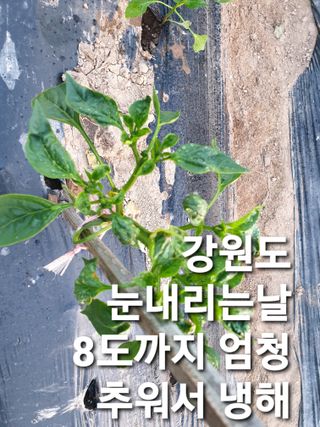 알 수 없음님의 자유주제 · 자유게시판 작성글 사진