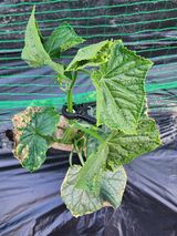 팜모닝 오이·병해충상담 게시글 이미지