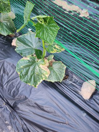 주남식님의 오이 · 병해충상담 작성글 사진