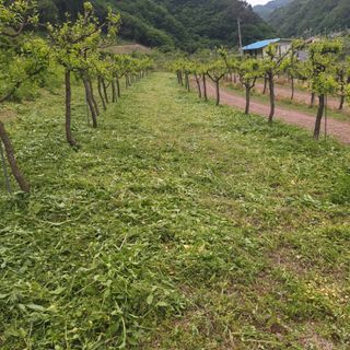 유석범님의 기타작물 · 영농일지 작성글 사진