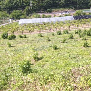 유석범님의 기타작물 · 영농일지 작성글 사진