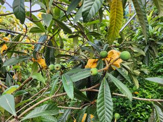 김상철님의 기타작물 · 영농일지 작성글 사진