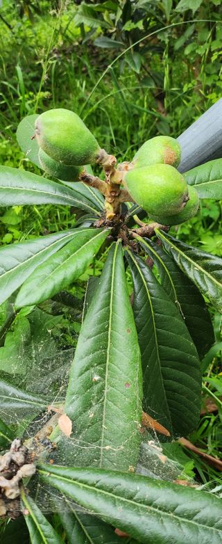 김상철님의 기타작물 · 영농일지 작성글 사진