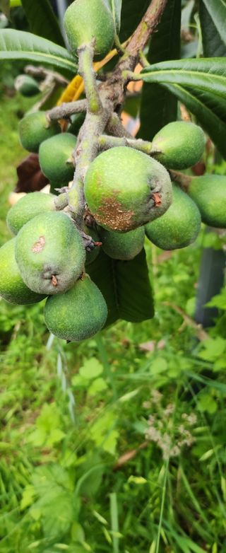 김상철님의 기타작물 · 영농일지 작성글 사진