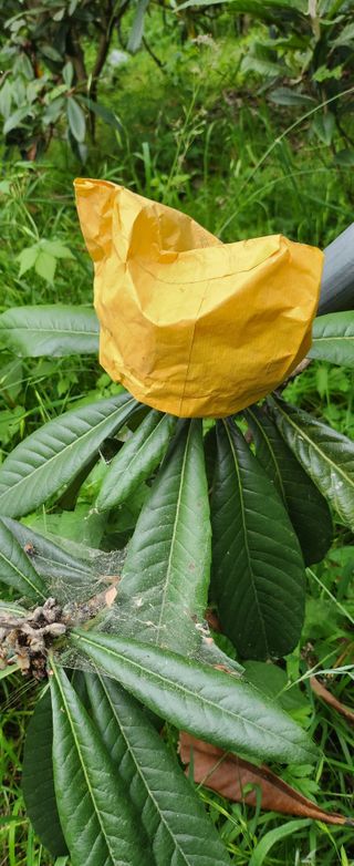 김상철님의 기타작물 · 영농일지 작성글 사진