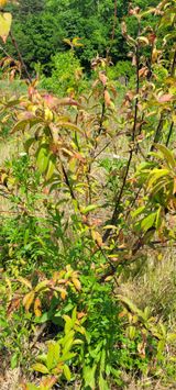 팜모닝 복숭아·병해충상담 게시글 이미지