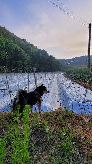 최현수님의 기타작물 · 영농일지 작성글 사진