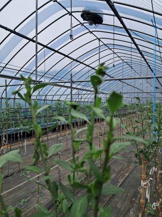 이천순님의 기타작물 · 영농일지 작성글 사진