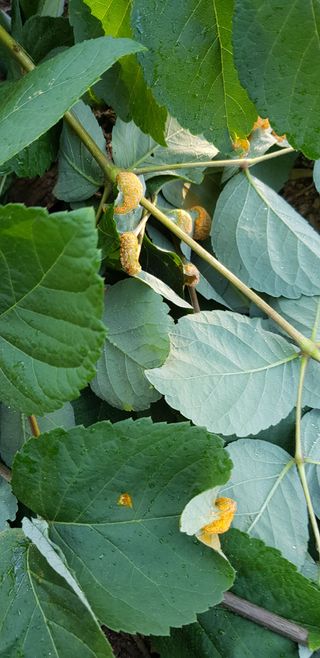 윤대원님의 두릅 · 병해충상담 작성글 사진