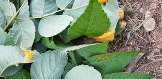 윤대원님의 두릅 · 병해충상담 작성글 사진