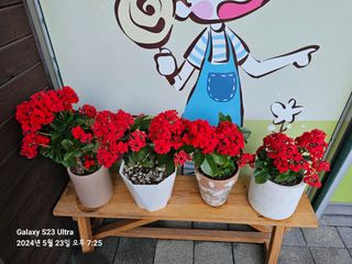 마로니에농원님의 자유주제 · 자유게시판 작성글 사진