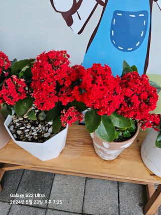 마로니에농원님의 자유주제 · 자유게시판 작성글 사진