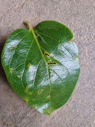 옥수수16718님의 농사, 무엇이든 물어보세요! · 참여글 작성글 사진
