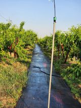 팜모닝 복숭아·영농일지 게시글 이미지