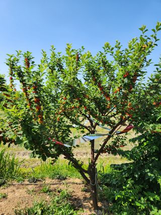 콩19211님의 복숭아 · 영농일지 작성글 사진