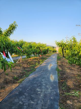 콩19211님의 복숭아 · 영농일지 작성글 사진