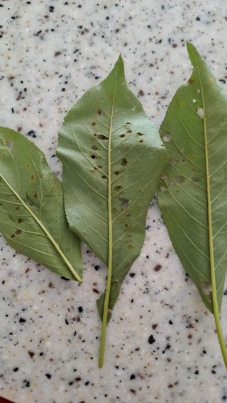 하갑숙님의 자두 · 병해충상담 작성글 사진