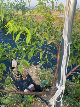 이름 없음님의 복숭아 · 병해충상담 작성글 사진