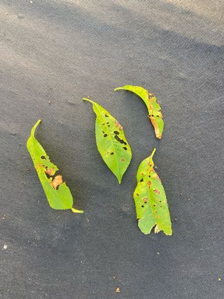 이름 없음님의 복숭아 · 병해충상담 작성글 사진