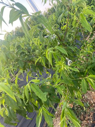 이름 없음님의 복숭아 · 병해충상담 작성글 사진