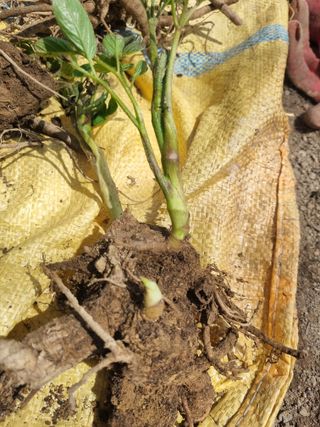 이호성님의 자유주제 · 자유게시판 작성글 사진