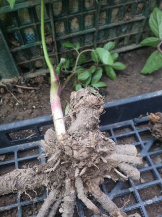 이호성님의 자유주제 · 자유게시판 작성글 사진