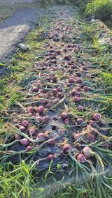 팜모닝 양파·자유게시판 게시글 이미지