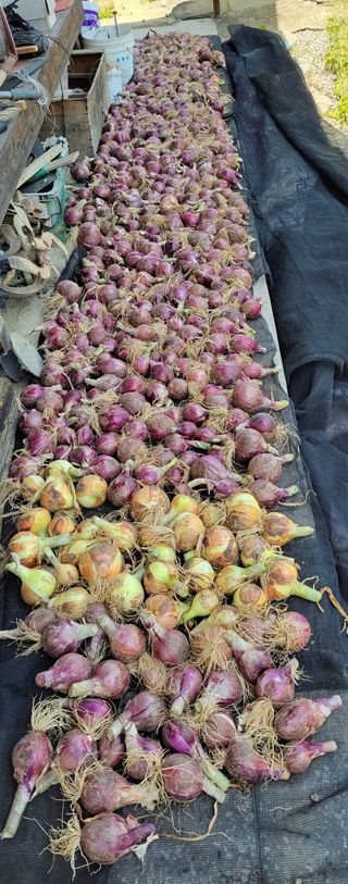 김중언님의 양파 · 자유게시판 작성글 사진