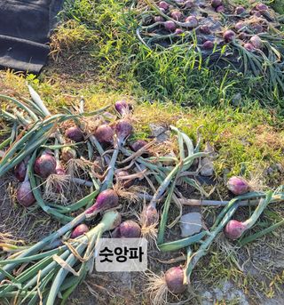 김중언님의 양파 · 자유게시판 작성글 사진