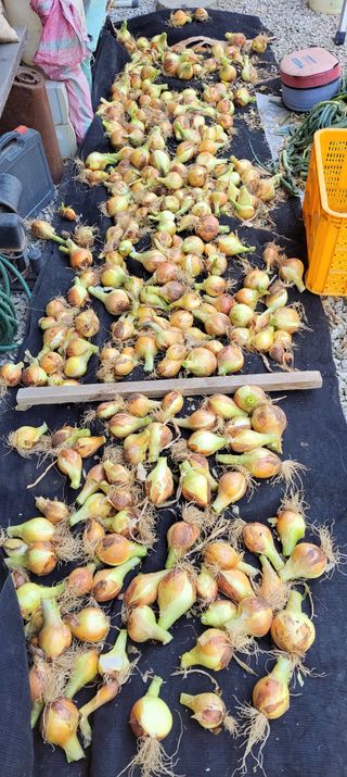 김중언님의 양파 · 자유게시판 작성글 사진