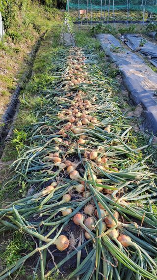 김중언님의 양파 · 자유게시판 작성글 사진