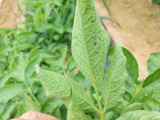 청암농원님의 농사, 무엇이든 물어보세요! · 참여글 작성글 사진