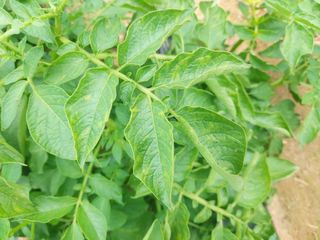 청암농원님의 농사, 무엇이든 물어보세요! · 참여글 작성글 사진