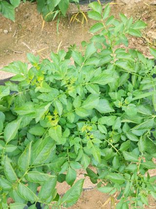 청암농원님의 농사, 무엇이든 물어보세요! · 참여글 작성글 사진