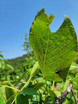 팜모닝 기타작물·병해충상담 게시글 이미지