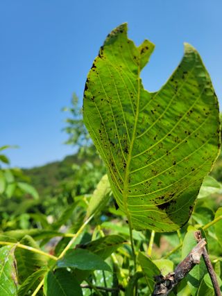 허 동길(길이농장)님의 기타작물 · 병해충상담 작성글 사진