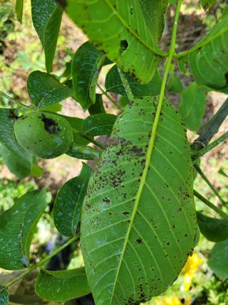 허 동길(길이농장)님의 기타작물 · 병해충상담 작성글 사진