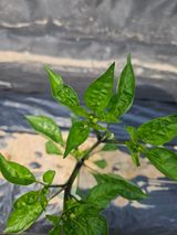 팜모닝 고추·병해충상담 게시글 이미지