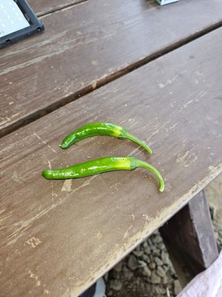 화이팅 김동각님의 고추 · 병해충상담 작성글 사진