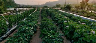 이광숙님의 자유주제 · 자유게시판 작성글 사진